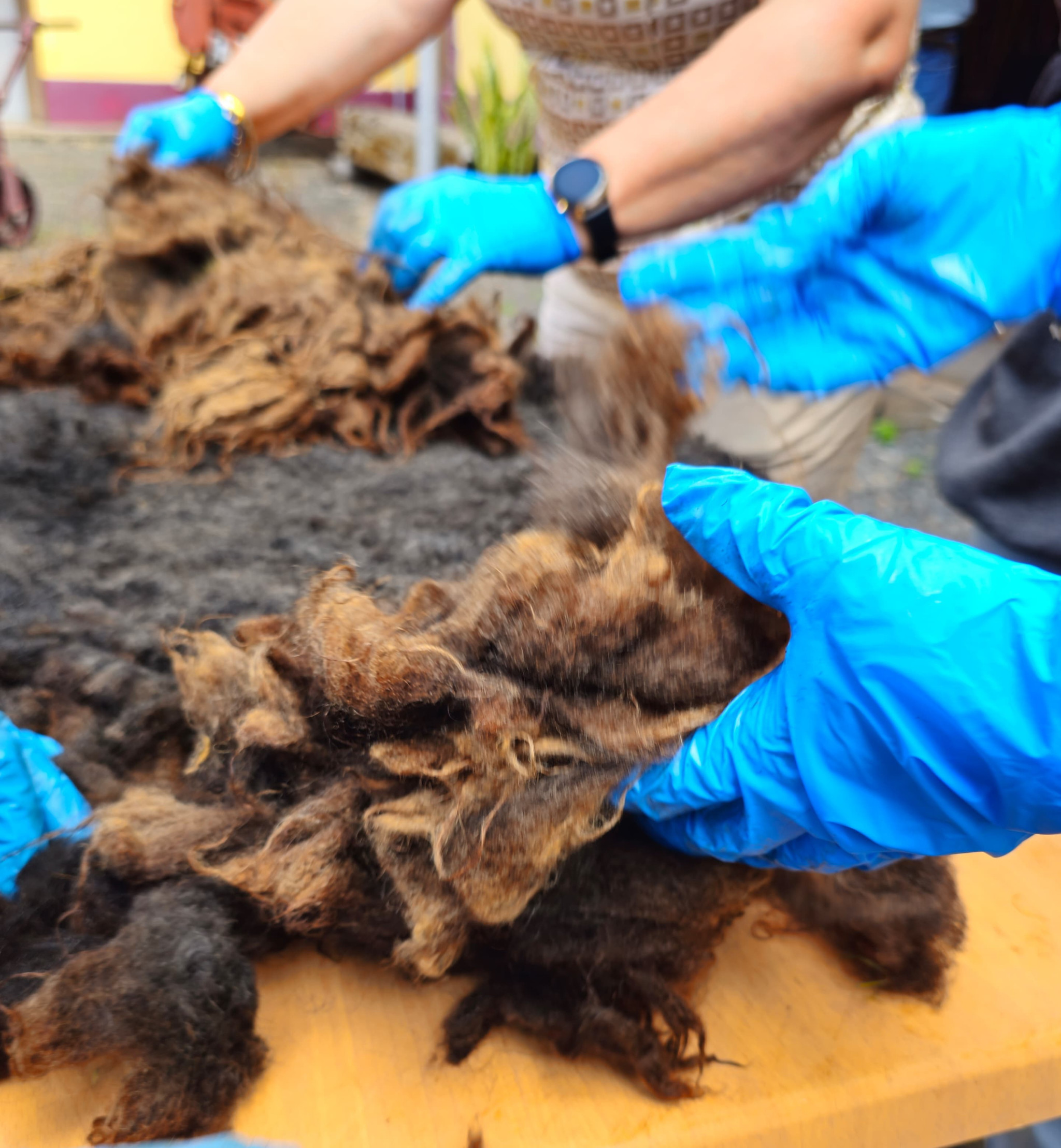 IVBAM promove a Oficina Prática de Lãs