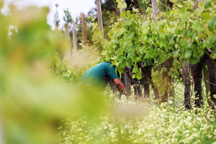 IVBAM promove 6 ações de esclarecimento aos viticultores